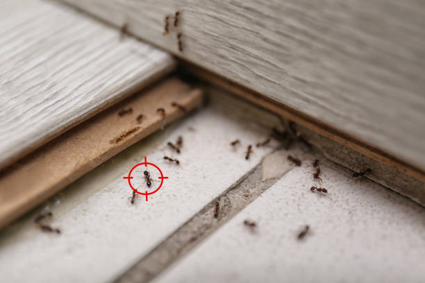 Best Emergency Pest Control  in Mountain City, GA
