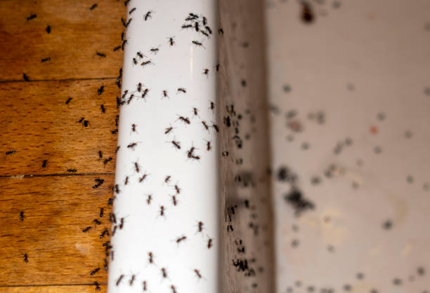 Best Flea Control Services  in Mountain City, GA