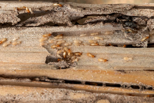 Best Mosquito Control Services  in Mountain City, GA