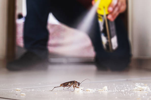 Best Best Pest Control Companies  in Mountain City, GA